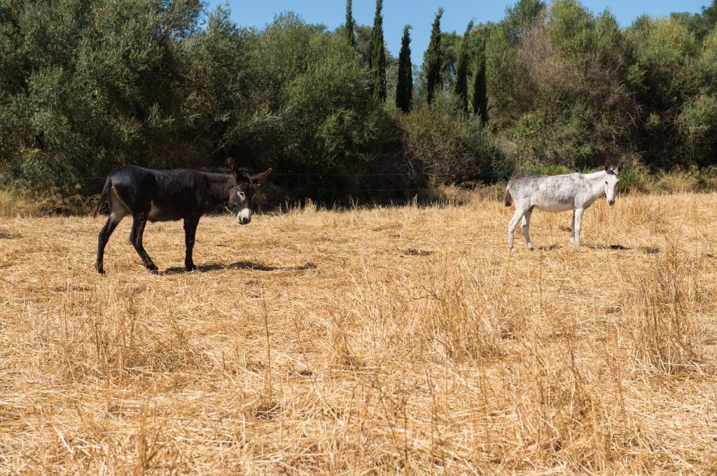 Agroturismo Can Feliu Поррерас Экстерьер фото